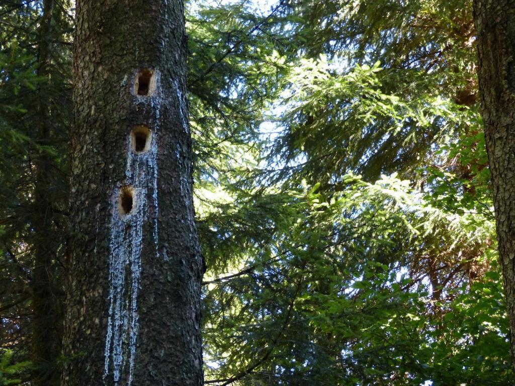 Ferienwohnung Haus Wald-Eck Schmallenberg Exterior foto